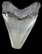Juvenile Megalodon Tooth - South Carolina #54183-1